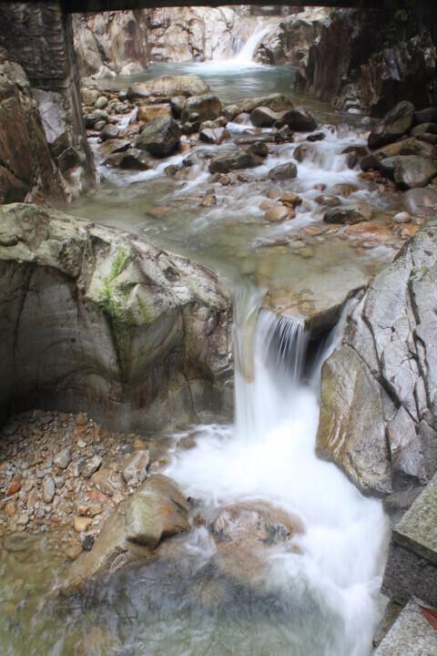 蓉企成功驯化野生羊肚菌 2万亩地产出4亿元